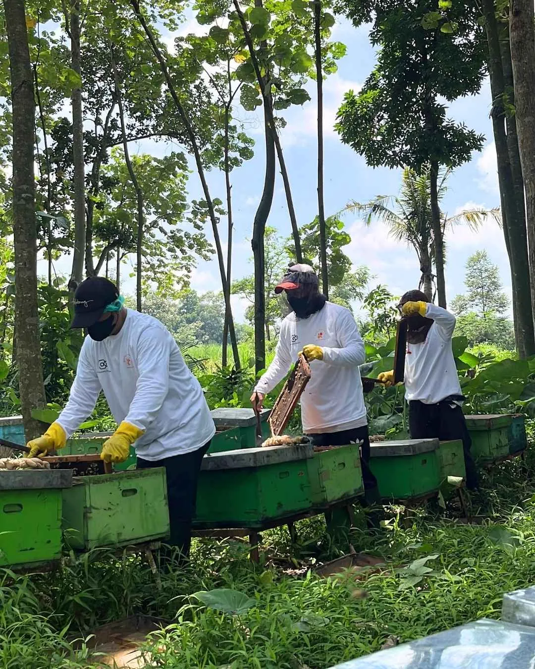 tim profesional madu kencono sedang panen madu